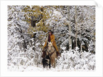 Cowgirl riding in Autumn Aspens with a fresh snowfall by Anonymous