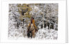 Cowgirl riding in Autumn Aspens with a fresh snowfall by Anonymous