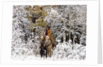 Cowgirl riding in Autumn Aspens with a fresh snowfall by Anonymous