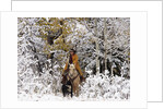 Cowgirl riding in Autumn Aspens with a fresh snowfall by Anonymous