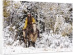 Cowgirl riding in Autumn Aspens with a fresh snowfall by Anonymous