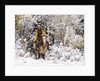 Cowgirl riding in Autumn Aspens with a fresh snowfall by Anonymous