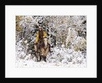 Cowgirl riding in Autumn Aspens with a fresh snowfall by Anonymous