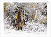 Cowgirl riding in Autumn Aspens with a fresh snowfall by Anonymous