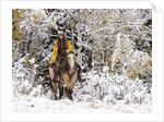 Cowgirl riding in Autumn Aspens with a fresh snowfall by Anonymous