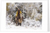 Cowgirl riding in Autumn Aspens with a fresh snowfall by Anonymous