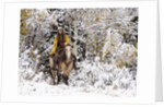 Cowgirl riding in Autumn Aspens with a fresh snowfall by Anonymous