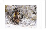 Cowgirl riding in Autumn Aspens with a fresh snowfall by Anonymous