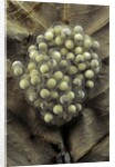 Trichobatrachus robustus (hairy frog) - eggs by Anonymous