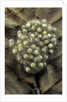 Trichobatrachus robustus (hairy frog) - eggs by Anonymous