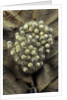 Trichobatrachus robustus (hairy frog) - eggs by Anonymous