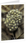 Trichobatrachus robustus (hairy frog) - eggs by Anonymous