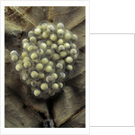 Trichobatrachus robustus (hairy frog) - eggs by Anonymous