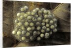 Trichobatrachus robustus (hairy frog) - eggs by Anonymous