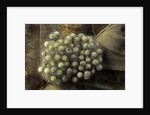 Trichobatrachus robustus (hairy frog) - eggs by Anonymous