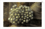 Trichobatrachus robustus (hairy frog) - eggs by Anonymous