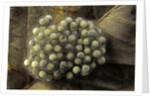Trichobatrachus robustus (hairy frog) - eggs by Anonymous