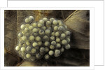 Trichobatrachus robustus (hairy frog) - eggs by Anonymous