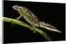 Triturus marmoratus (marbled newt) by Anonymous
