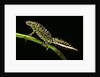 Triturus marmoratus (marbled newt) by Anonymous