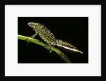 Triturus marmoratus (marbled newt) by Anonymous