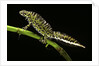 Triturus marmoratus (marbled newt) by Anonymous