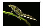 Triturus marmoratus (marbled newt) by Anonymous