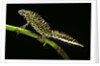 Triturus marmoratus (marbled newt) by Anonymous