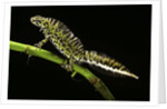 Triturus marmoratus (marbled newt) by Anonymous
