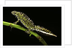 Triturus marmoratus (marbled newt) by Anonymous