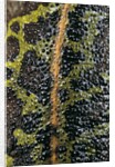 Triturus marmoratus (marbled newt) by Anonymous
