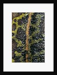 Triturus marmoratus (marbled newt) by Anonymous