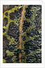 Triturus marmoratus (marbled newt) by Anonymous