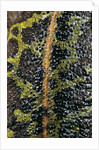 Triturus marmoratus (marbled newt) by Anonymous