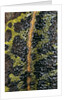 Triturus marmoratus (marbled newt) by Anonymous
