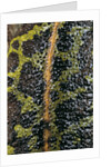Triturus marmoratus (marbled newt) by Anonymous