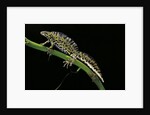 Triturus marmoratus (marbled newt) by Anonymous