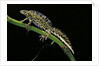 Triturus marmoratus (marbled newt) by Anonymous