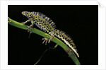 Triturus marmoratus (marbled newt) by Anonymous