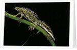 Triturus marmoratus (marbled newt) by Anonymous