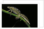 Triturus marmoratus (marbled newt) by Anonymous