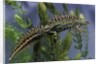 Triturus marmoratus (marbled newt) by Anonymous