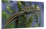 Triturus marmoratus (marbled newt) by Anonymous