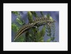 Triturus marmoratus (marbled newt) by Anonymous