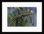 Triturus marmoratus (marbled newt) by Anonymous