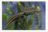 Triturus marmoratus (marbled newt) by Anonymous