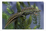 Triturus marmoratus (marbled newt) by Anonymous
