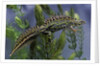 Triturus marmoratus (marbled newt) by Anonymous