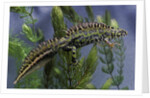 Triturus marmoratus (marbled newt) by Anonymous