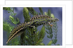 Triturus marmoratus (marbled newt) by Anonymous
